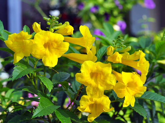 cây hoa chuông vàng nở hoa rực rỡ  - kythuatcanhtac.com