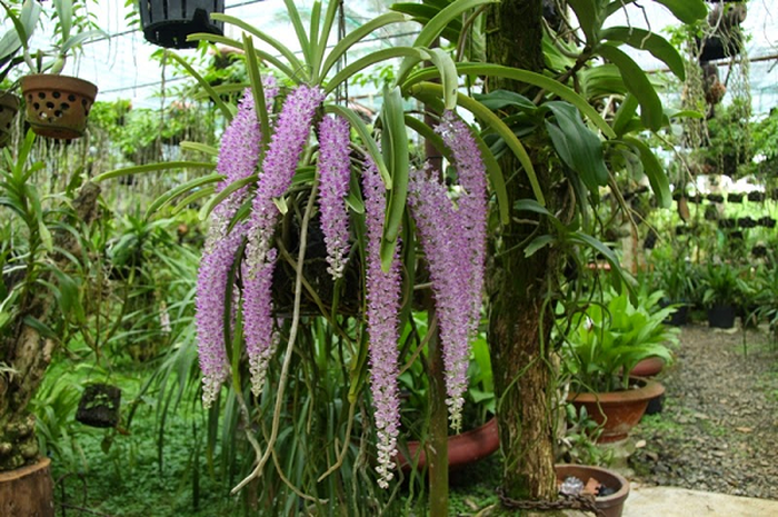 Một cây lan tai trâu có thể cho ra 3-4 cành hoa  - kythuatcanhtac.com