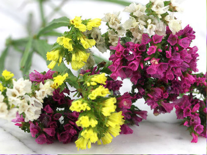 hoa salem có nhiều màu sắc khác nhau  - kythuatcanhtac.com