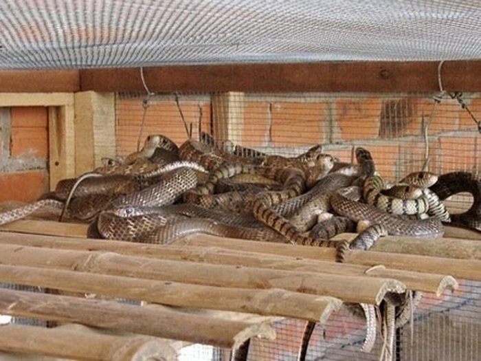 Kỹ thuật làm chuồng nuôi rắn ráo - kythuatcanhtac.com
