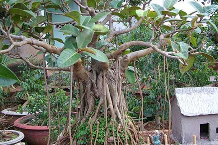 trồng cây  trong vườn hợp phong thủy - kythuatcanhtac.com