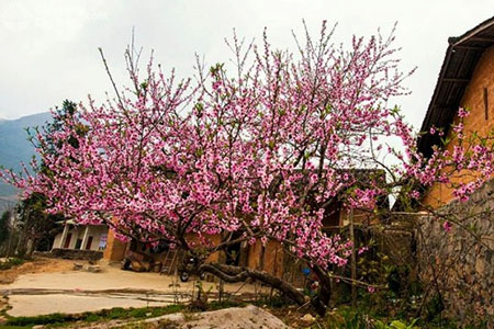 cây hoa đào - kythuatcanhtac.com