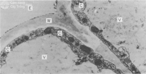 Hình 3 Phẩu diện tế bào ngoại bì rễ bắp - kythuatcanhtac.com