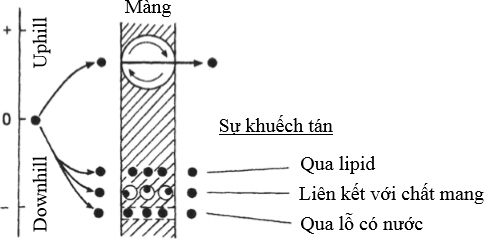Hình 6 Mô hình vận chuyển chủ động và thụ động chất tan qua màng tế bào - kythuatcanhtac.com