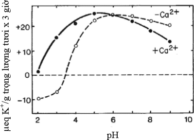 Ảnh hưởng của pH đến sự hấp thu Kali - kythuatcanhtac.com