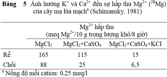 Ảnh hưởng K+ và Ca2+ đến sự hấp thu Mg2+ (28Mg) của cây mạ lúa mạch - kythuatcanhtac.com