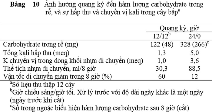 Ảnh hưởng quang kỳ đến hàm lượng carbohydrate trong  rễ, và sự hấp thu và chuyển vị kali trong cây bắp - kythuatcanhtac.com