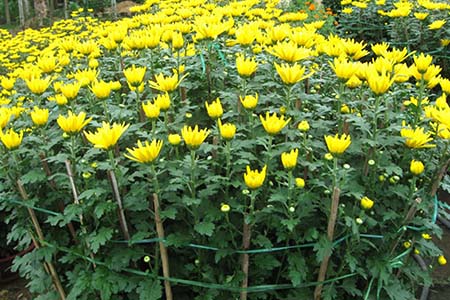 Thật dễ dàng khi trồng những bông hoa cúc vàng vào ngày tết  - kythuatcanhtac.com