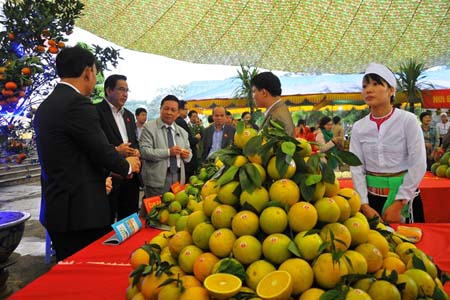 Sản phẩm cam Cao Phong được trưng bày tại lễ đón nhận chỉ dẫn địa lý “Cao Phong” cho các sản phẩm cam của huyện Cao Phong - kythuatcanhtac.com