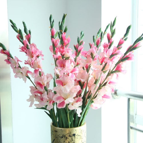 Hoa lay ơn màu hồng phấn mang vẻ đẹp mềm mại - kythuatcanhtac.com