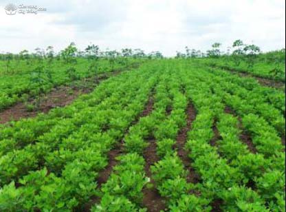 Cây đậu phộng có thể được trồng ở nhiều vùng tại Việt Nam - kythuatcanhtac.com