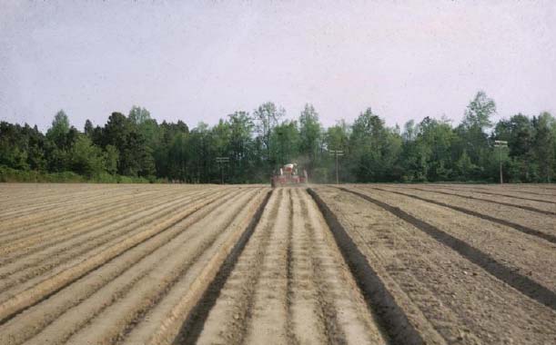 Làm đất trồng đậu phộng. - kythuatcanhtac.com