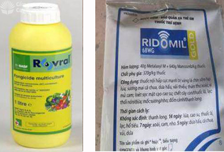 Các loại thuốc dùng xử lý củ giống: Rovral và Ridomil; - kythuatcanhtac.com