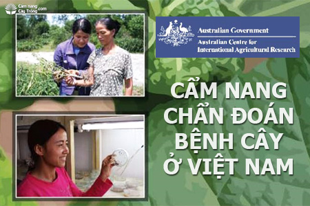 Cẩm nang chẩn đoán bệnh cây ở Việt Nam - Phần giới thiệu - kythuatcanhtac.com