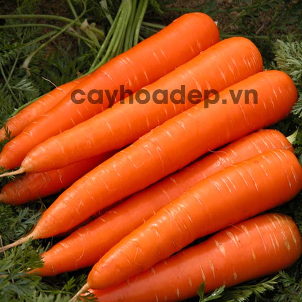 Cà rốt củ to, màu sắc đẹp, hàm lượng dinh dưỡng cao - kythuatcanhtac.com