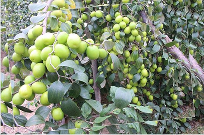 Hướng dẫn kỹ thuật trồng cây táo ta - kythuatcanhtac.com