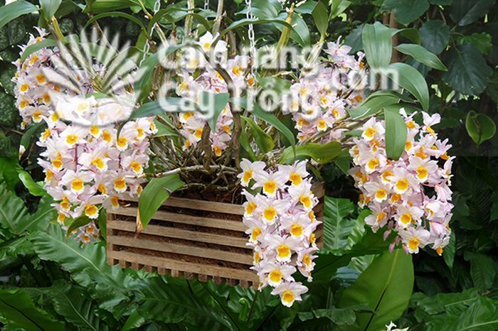 Hoàng thảo thủy tiên - Dendrobium farmeri paxt - kythuatcanhtac.com