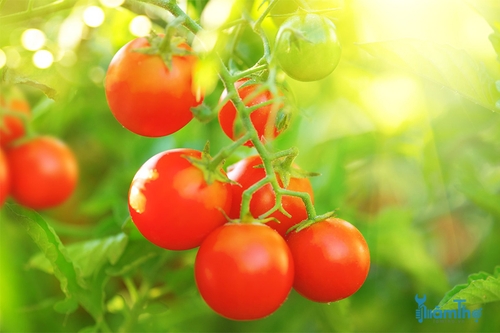 Mẹo trồng cà chua  - kythuatcanhtac.com