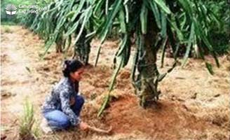 Phủ gốc cây thanh long trưởng thành tại Bình Thuận bằng bột xơ dừa - kythuatcanhtac.com