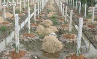 Che tủ cây sau trồng bằng bột xơ dừa - kythuatcanhtac.com