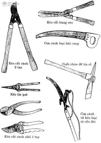 Một số dụng cụ dùng để cắt tỉa - kythuatcanhtac.com