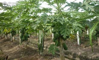 Trồng xem cây đu đủ trong vườn thanh long trồng mới để hạn chế cỏ dại - kythuatcanhtac.com
