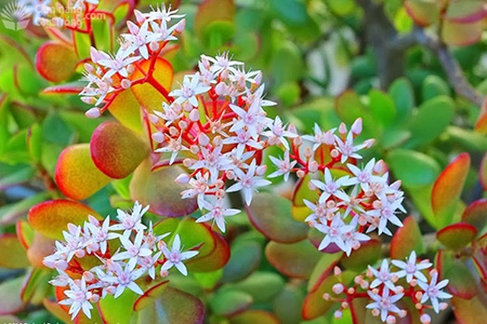 Hoa cây ngọc bích - kythuatcanhtac.com