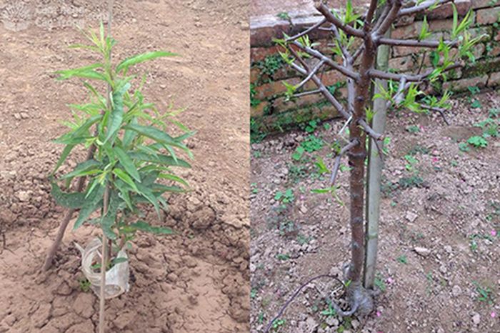 Cây đào mới được trồng và phát triển sau một thời gian chăm sóc - kythuatcanhtac.com