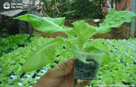 Cây rau xà lách ở giai đoạn phát triển thân lá - kythuatcanhtac.com