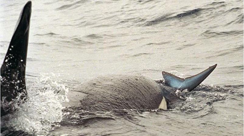 Những thông tin liên quan đến cá voi sát thủ có thể bạn chưa biết ? 18 - kythuatcanhtac.com