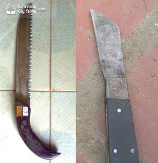 Cưa và dao dùng để khoanh vỏ cành - kythuatcanhtac.com