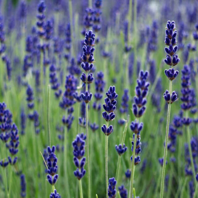 Cách trồng lavender - kythuatcanhtac.com