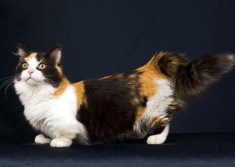 Mèo Munchkin - Chú Mèo "chân ngắn" xinh xắn và đáng yêu 6 - kythuatcanhtac.com