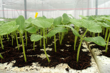 Huấn luyện hạt giống trước khi trồng - kythuatcanhtac.com