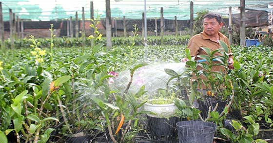 Trồng lan ở nơi tránh ánh nắng trực tiếp từ mặt trời, cung cấp đầy đủ chất dinh dưỡng cần thiết cho cây trồng - kythuatcanhtac.com