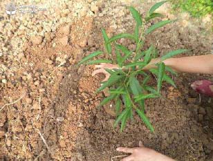 Lấp đất cho cây mới trồng - kythuatcanhtac.com