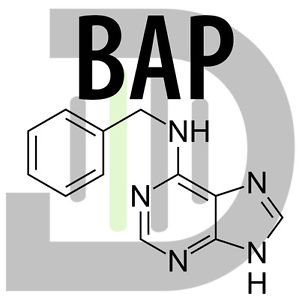 Chất 6-Benzylaminopurine (BAP) là chất kích thích tăng trưởng tế bào  - kythuatcanhtac.com
