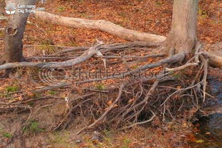 Đất dốc bị xói mòn trơ rễ cây - kythuatcanhtac.com