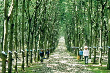 Vườn nhân gỗ ghép cao su - kythuatcanhtac.com