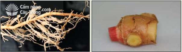 Tuyến trùng nốt sưng (Meloidogyne sp.) có trong một số mẫu rễ - Cắt củ ra khỏi rễ và thân - kythuatcanhtac.com