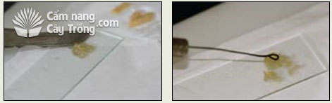 Miếng cấy còn lại được dằm nát trong nước vô trùng trên một lam kính và dùng que cấy khuẩn cấy lên môi trường King's B để phân lập vi khuẩn - kythuatcanhtac.com