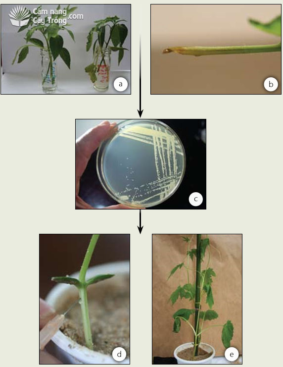 Thí nghiệm chỉ thị sinh học để phân lập Ralstonia solanacearum từ củ gừng bị bệnh - kythuatcanhtac.com