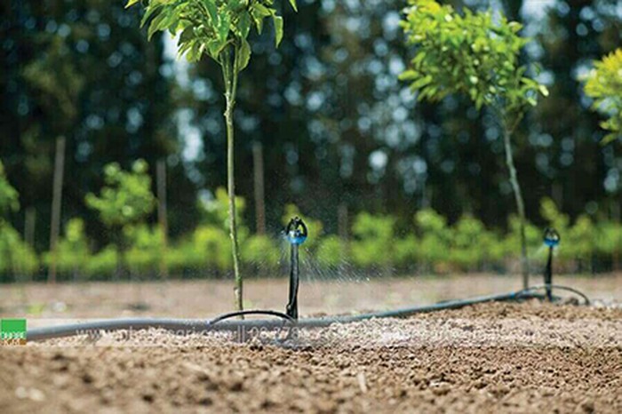 Tưới phun mưa cho cây sầu riêng và cây ăn trái tán rộng - kythuatcanhtac.com
