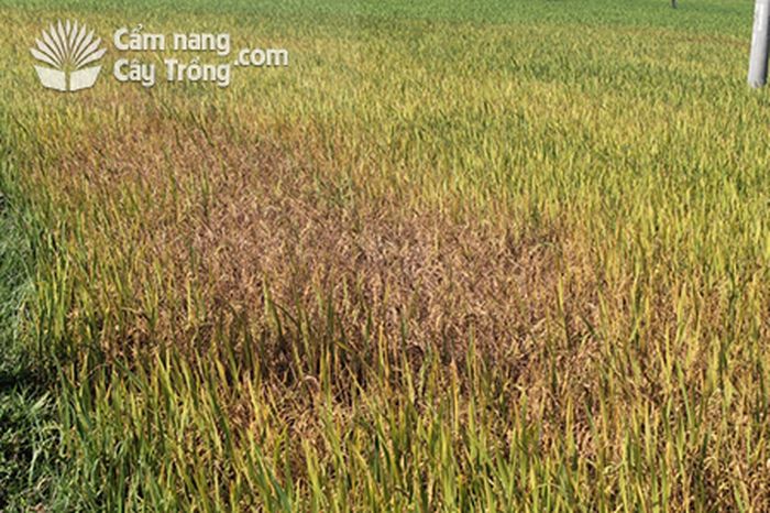 Ruộng lúa bị rầy nâu phá hại - kythuatcanhtac.com