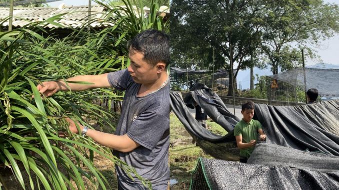 nông dân Sa Pa đưa lan đi tránh rét - kythuatcanhtac.com