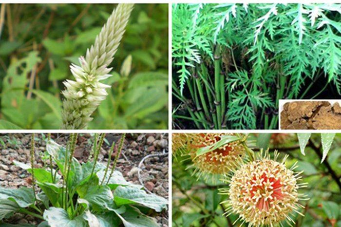 nhiệt độ và độ ẩm ảnh hưởng đến sự sinh trưởng và phát triển của cây thuốc  - kythuatcanhtac.com