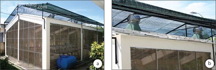 Nhà lưới dùng cho nghiên cứu bệnh cây tại Chi cục BVTV Quảng Nam: (a) hình ảnh tổng quát của nhà lưới với lưới chống côn trùng, (b) lưới che nắng và mái tôn nhựa polycarbonate phẳng với các bộ quạt cầu thông gió - kythuatcanhtac.com