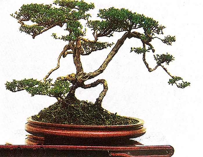 Trong tranh là tác phẩm của cây cảnh Xuyên Phái, coi trọng tả ý, Thanh khiết cao sang. Loại cây được trồng là Lục nguyệt tuyết, theo kiểu rễ trồi - kythuatcanhtac.com