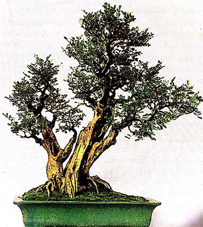 Trong tranh là tác phẩm của cây cảnh Xuyên Phái, coi trọng tả ý, thanh khiết cao sang. Loại cây được trồng là Lục guyệt Tuyết, theo kiểu rễ trồi - kythuatcanhtac.com