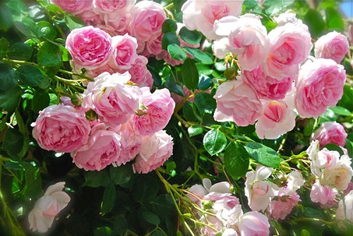 Cây hoa hồng leo được chăm sóc đúng kỹ thuật ra rất nhiều hoa - kythuatcanhtac.com